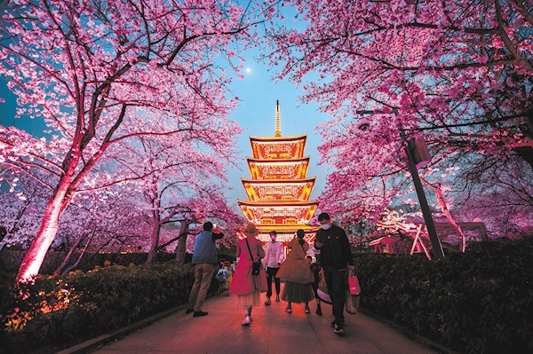 武汉东湖樱花园进入盛花期