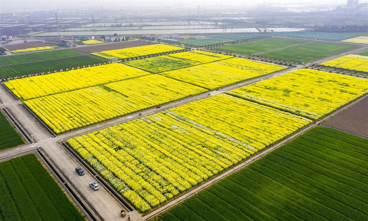 中国农科院油料所阳逻基地盛开的油菜花让全国人民都有足够的优质