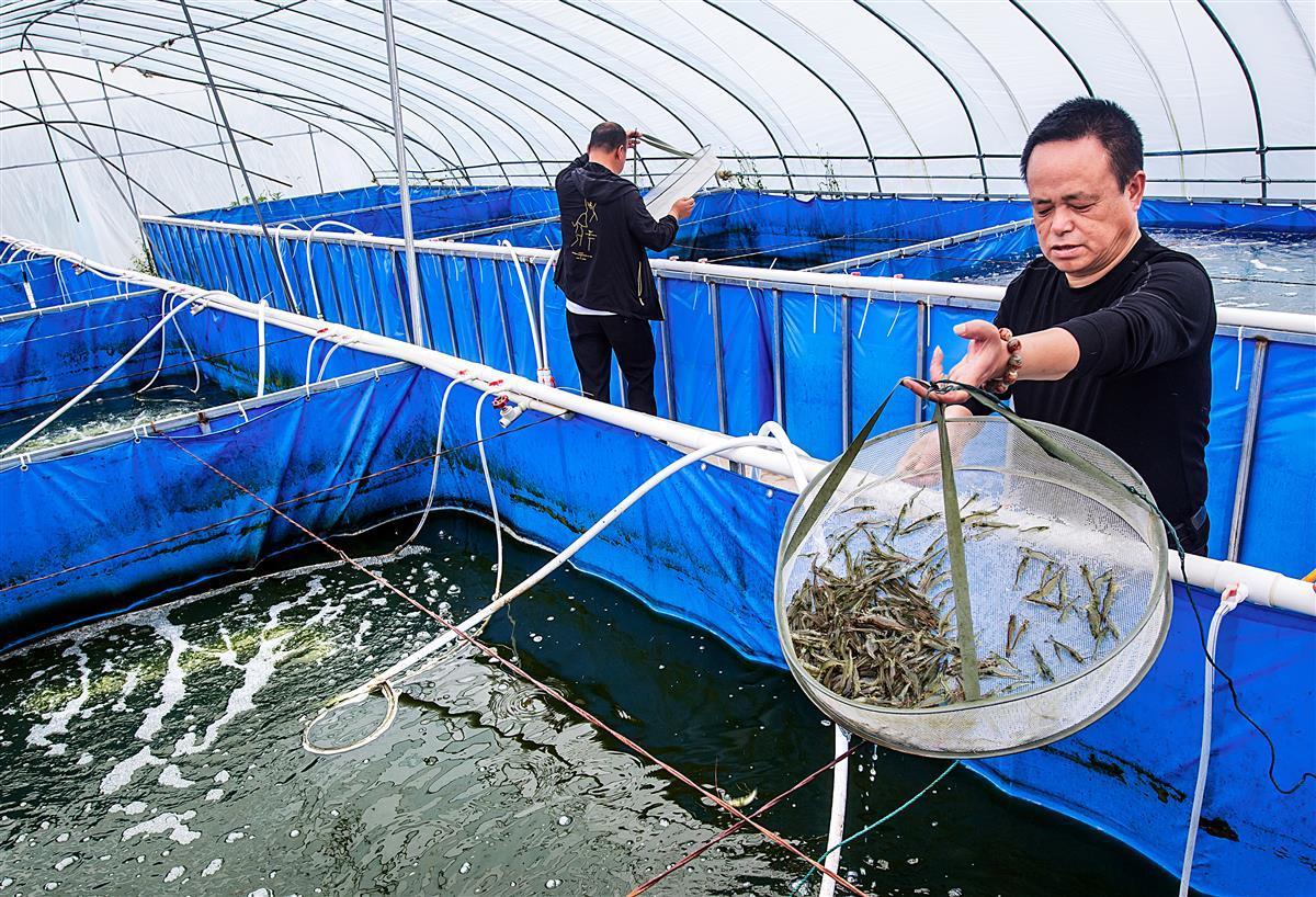 4月20日,在武汉游玲种养专业合作社南美白对虾生态养殖基地里,养殖员