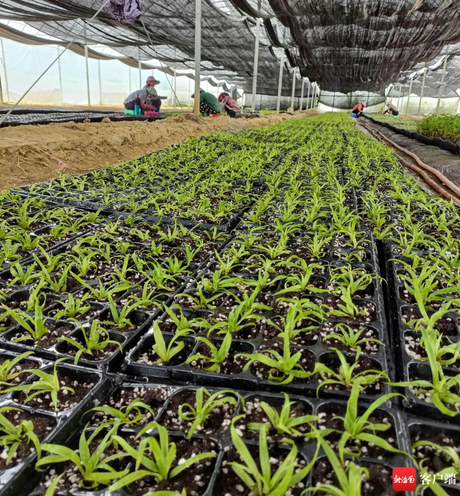 三亚全年集约化育苗再获新订单25万株菠萝苗开始繁育