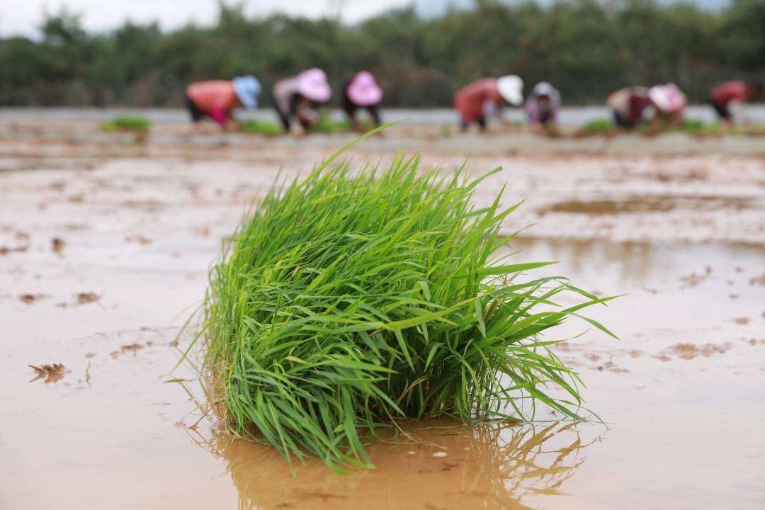 向亩产1200公斤冲刺袁隆平超级杂交水稻蒙自示范基地如期进行秧苗移栽