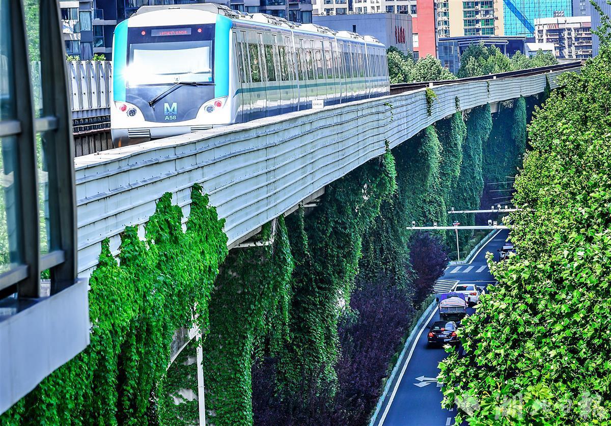 爬山虎染绿武汉轻轨桥墩