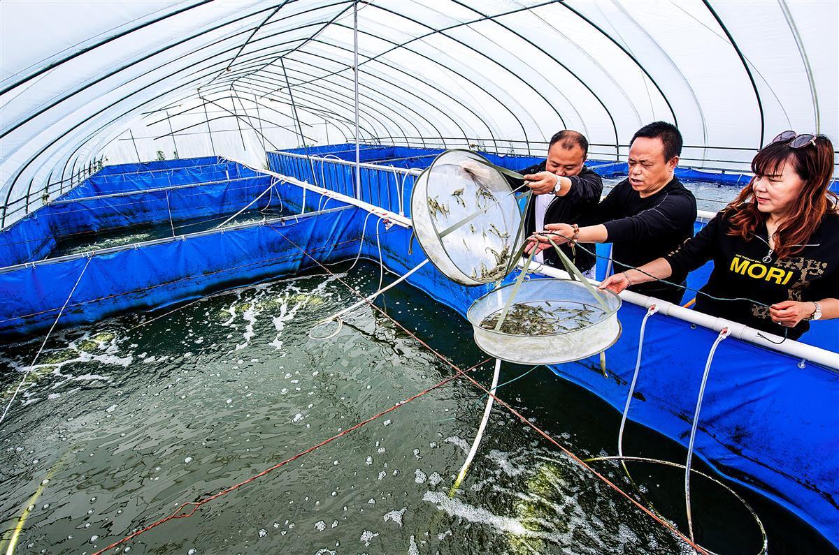 海鳌虾养殖图片