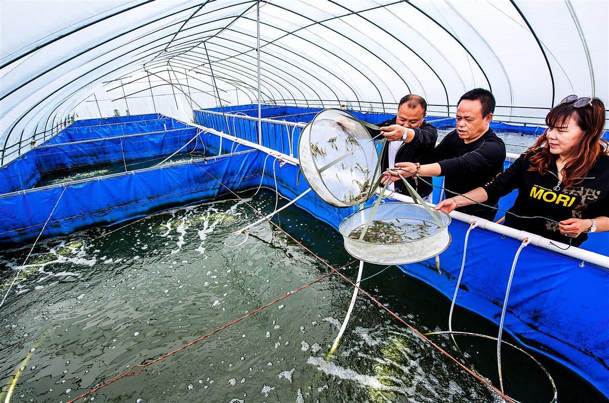 淡水养海水虾助力乡村振兴