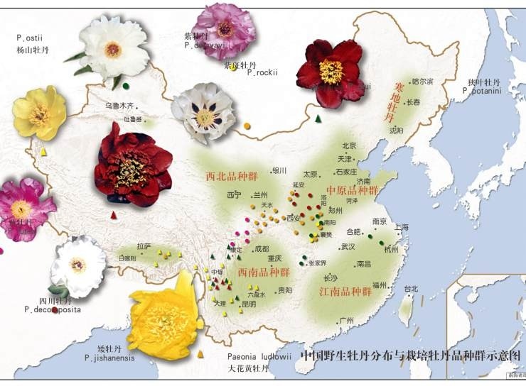 唐志强介绍,有着两千多年栽培史的中国牡丹大体分为中原,西北,江南和