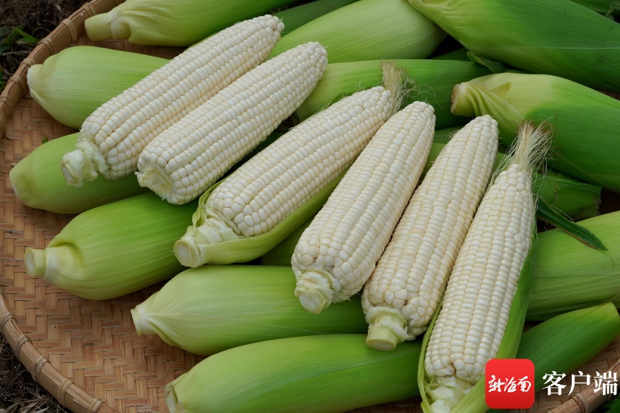 海南绿川种苗公司落定农作物商业化育种试点项目首批鲜食玉米培育