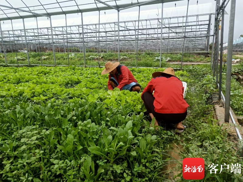 三亚市天涯区过岭文门常年蔬菜基地里,工人们正在采摘蔬菜.