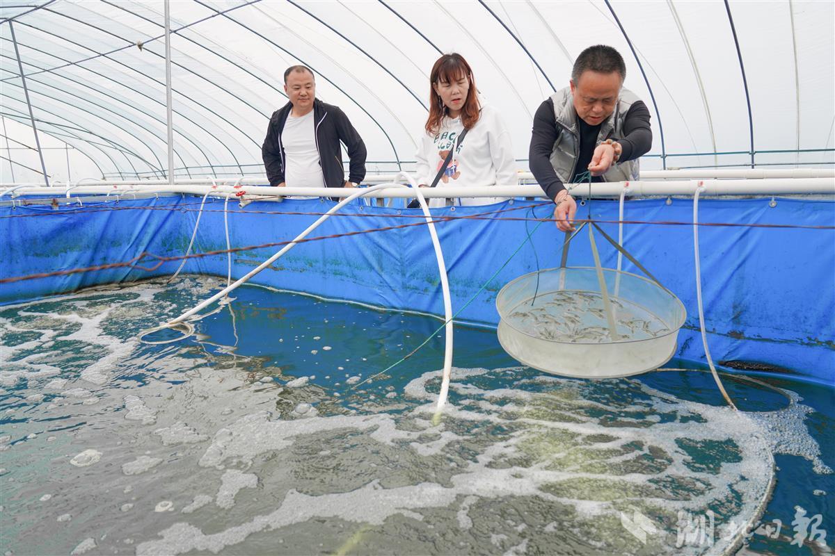 大棚裡養蝦能溫室循環熱水南美白對蝦游出致富路