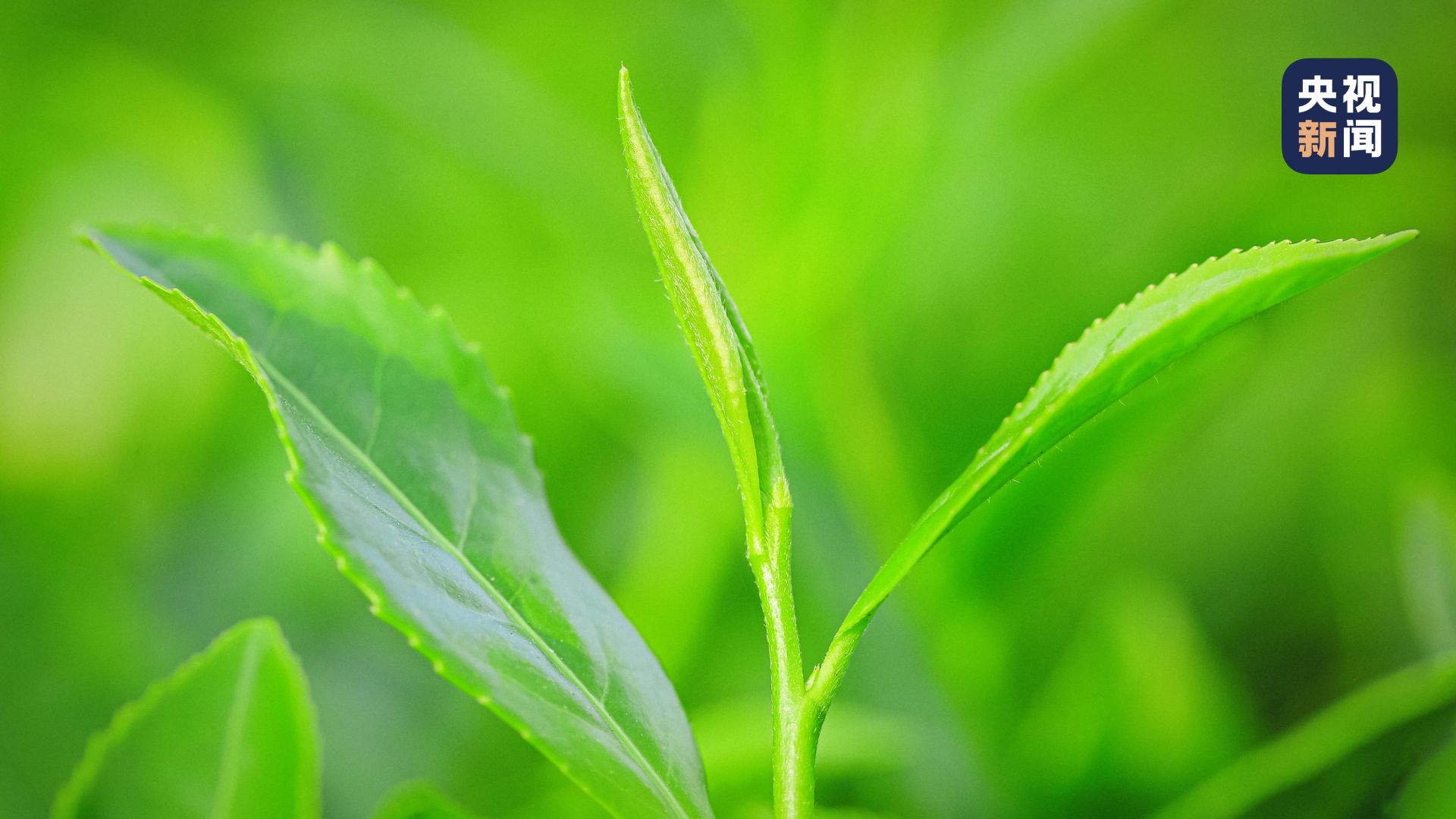 美美与共与锦绣山河不期而遇