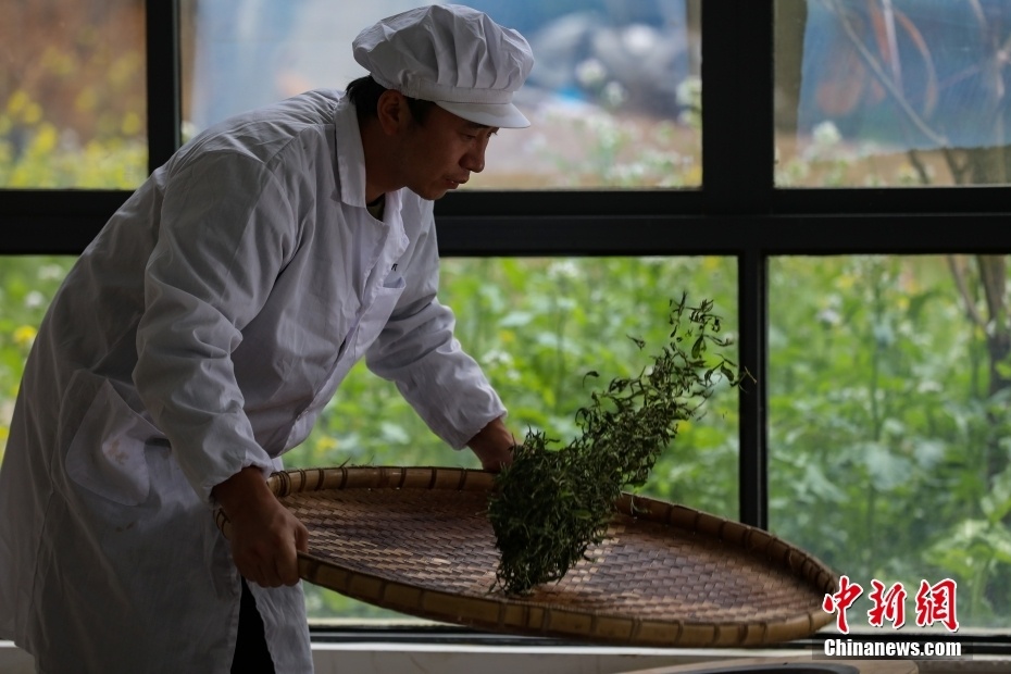 受父亲杨国能,母亲潘英慧的影响,杨庚洪从16岁开始学习"云雾贡茶"制作