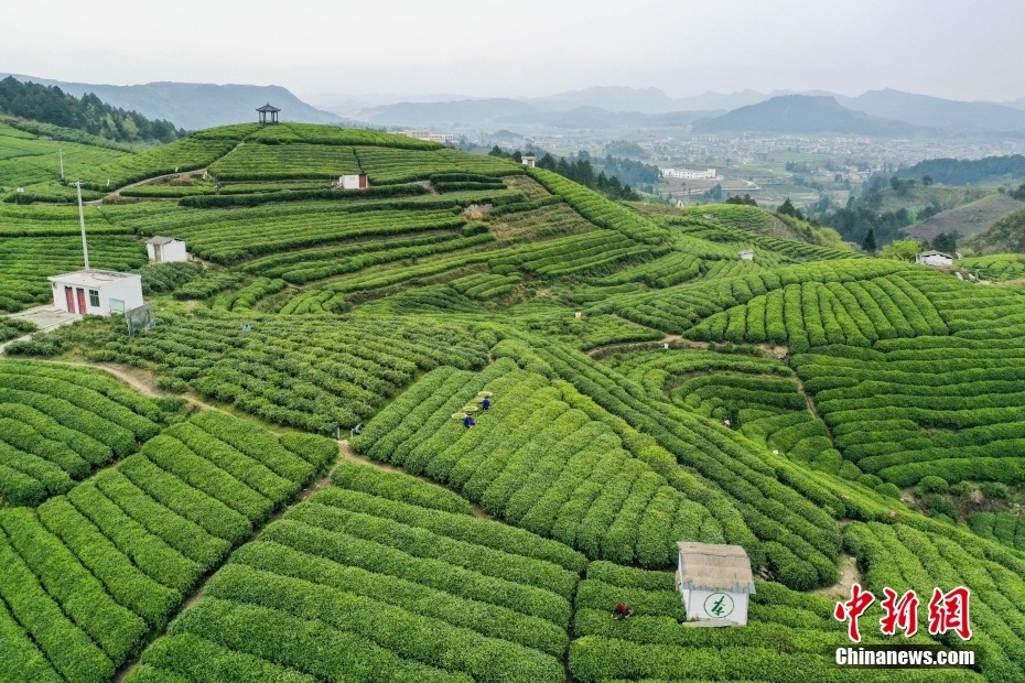 贵定县云雾茶的茶文化图片