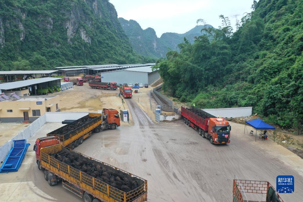 14000头经口岸检疫合格,由广西北部湾港钦州港区转运至崇左市的新西兰