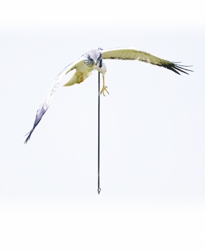 被1米多长的利箭射中左腿白腹鹞带箭艰难求生9天终获救