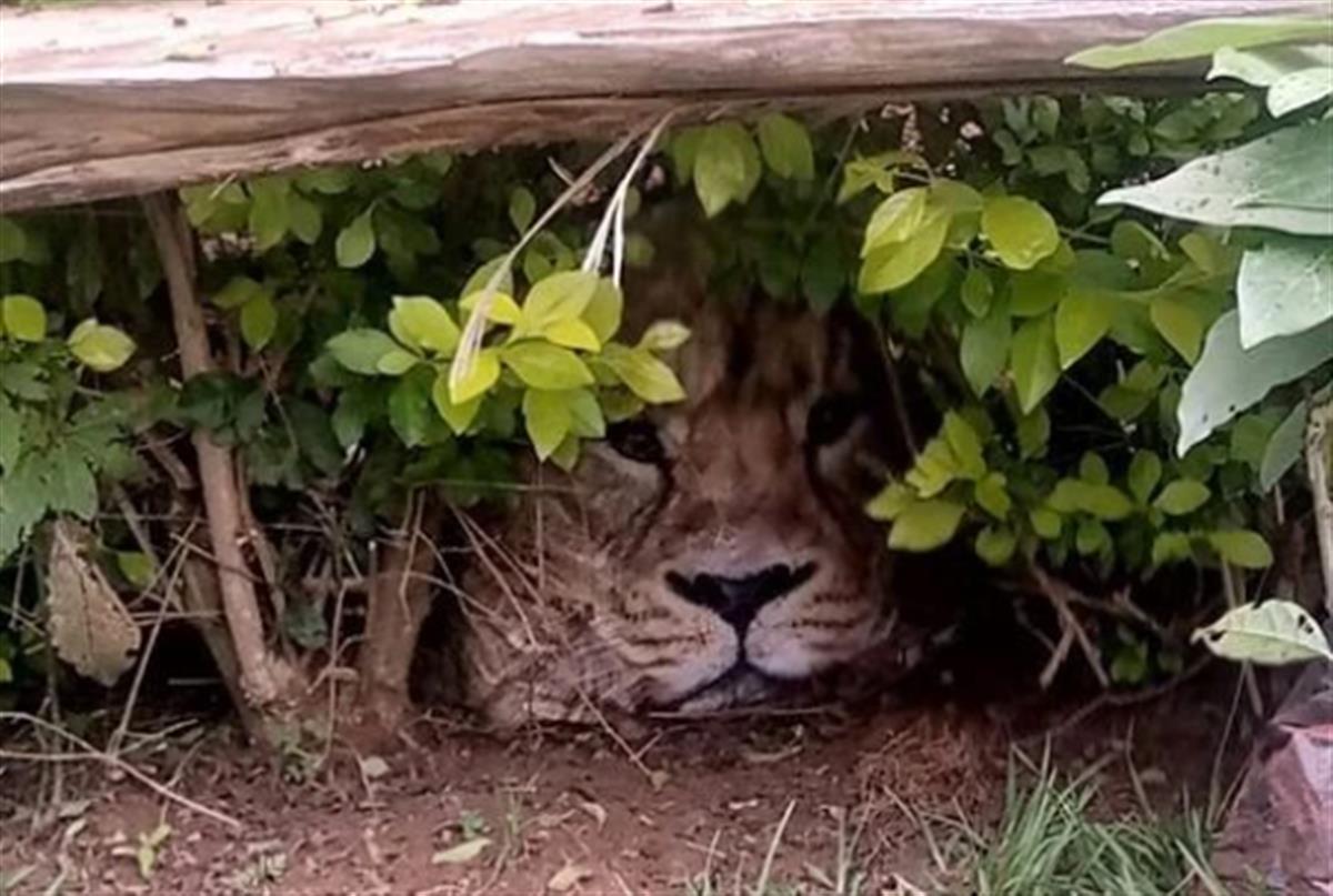 村民报警发现狮子进村警察赶去一看笑喷了