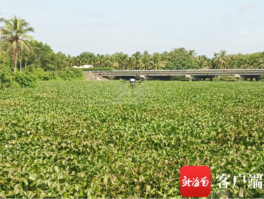 关注六水共治琼海投入62万元引进新技术高效防治水葫芦