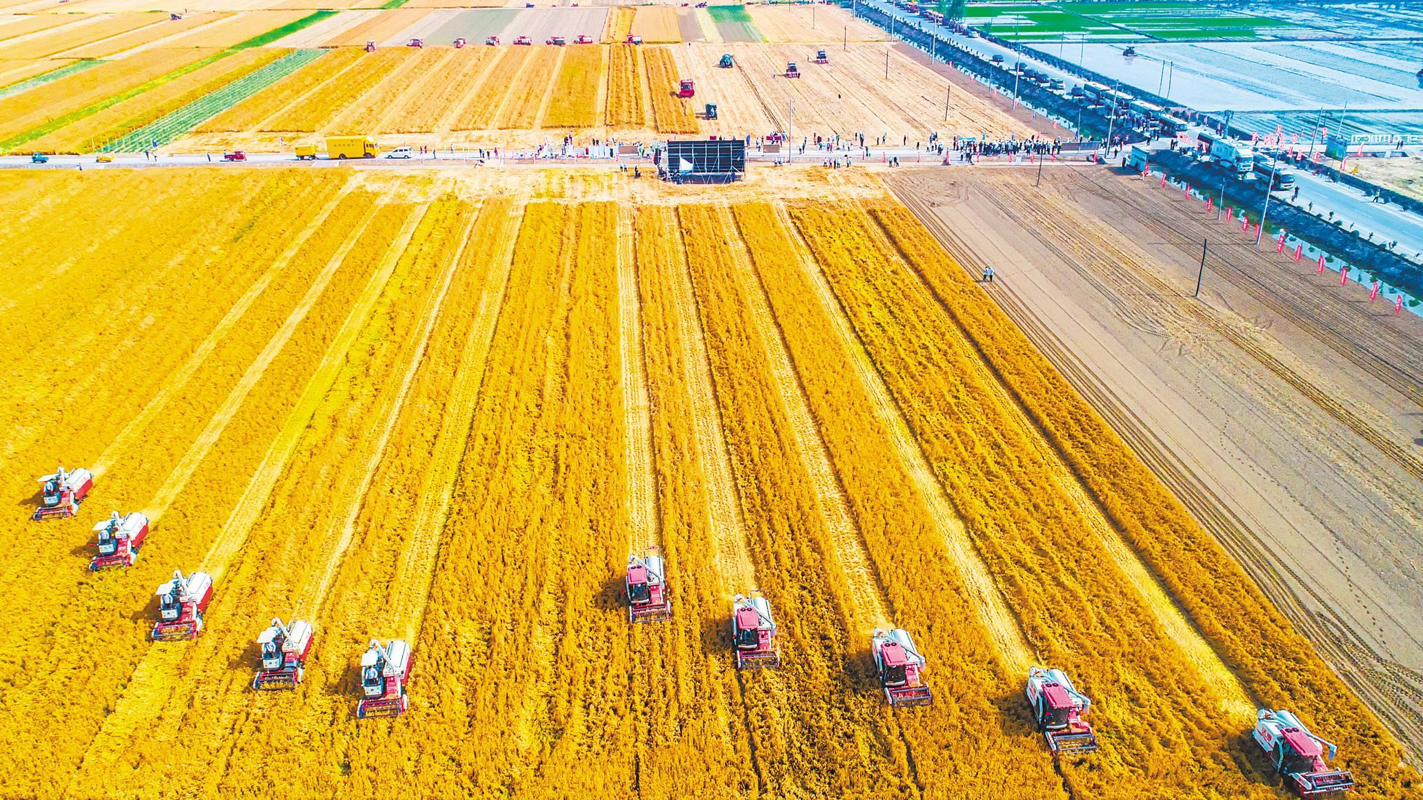 5月17日,钟祥市石牌镇真武村麦收现场.