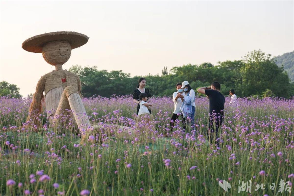 花海植被採取田壟式種植,方便遊人進入花叢間打卡拍照,解決以往花海遭