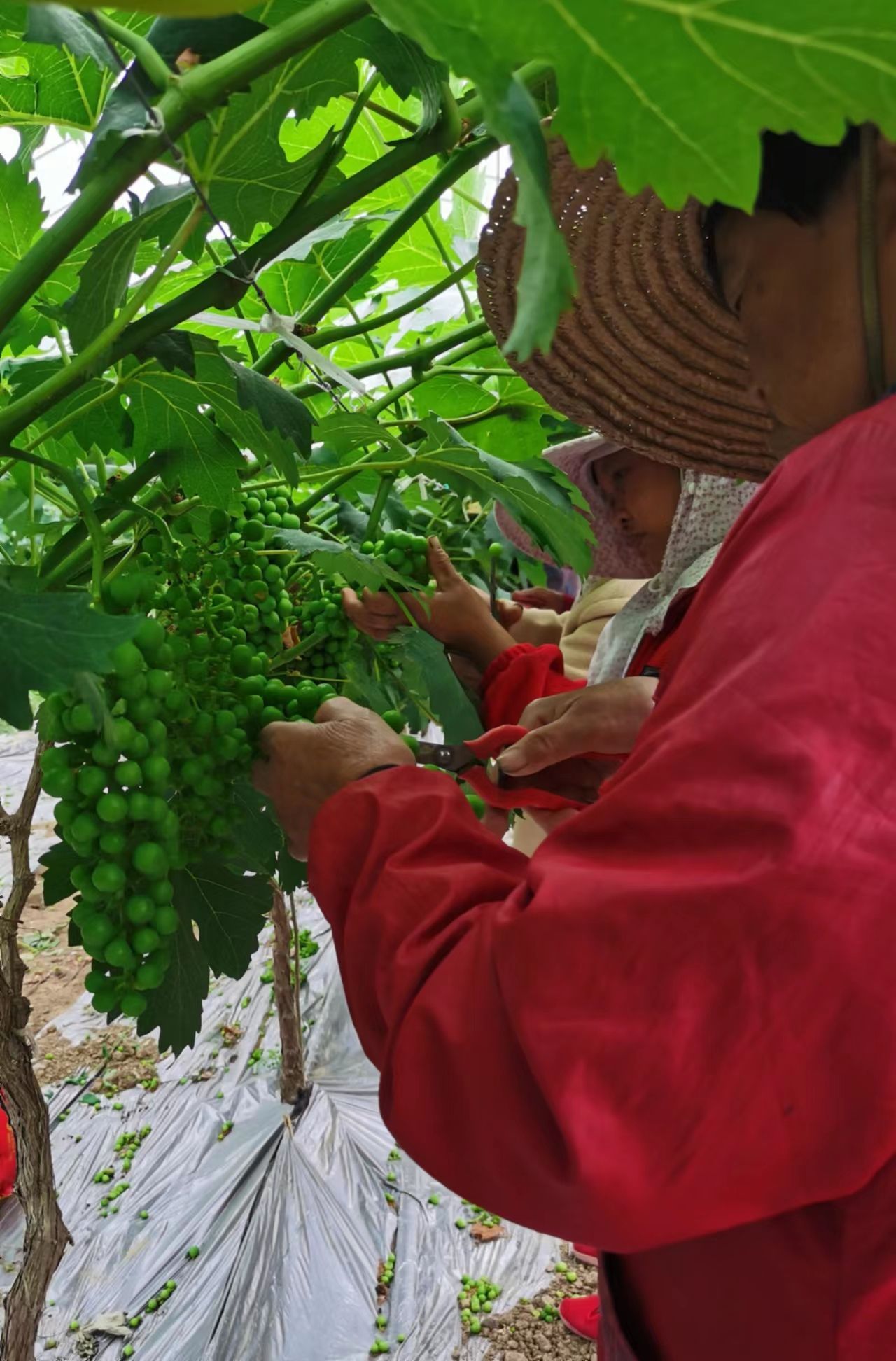 大地武汉乡村振兴周刊第032期