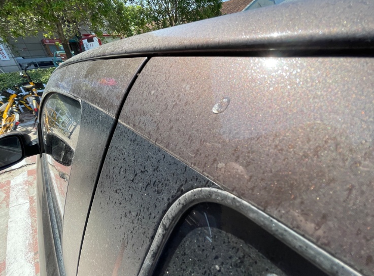 滴在车上的栾树油居然是蚂蚁辛辛苦苦挤出来的