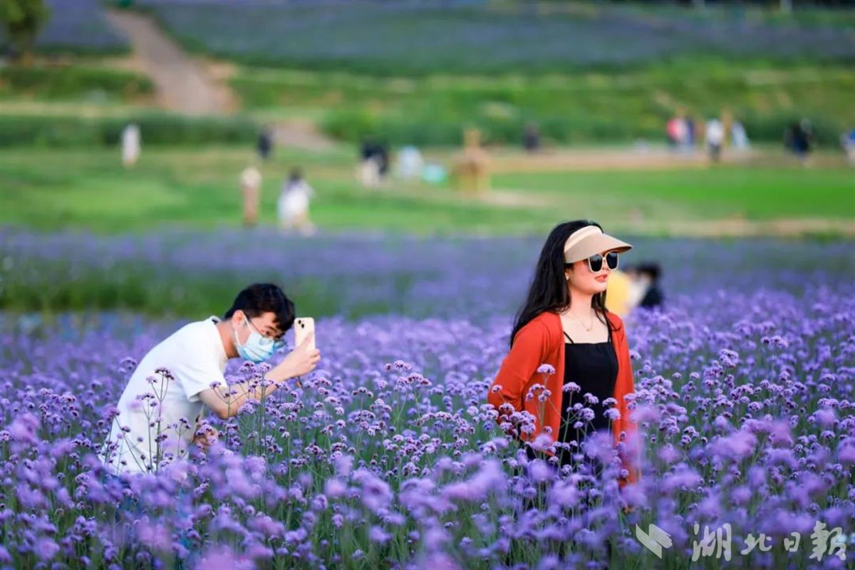 花海植被採取田壟式種植,方便遊人進入花叢間打卡拍照,解決以往花海遭