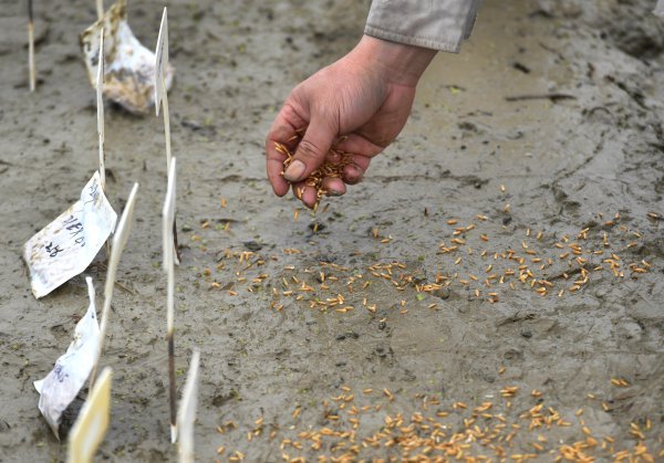 水稻育種團隊成員嚴格按照標牌編號順序播種.