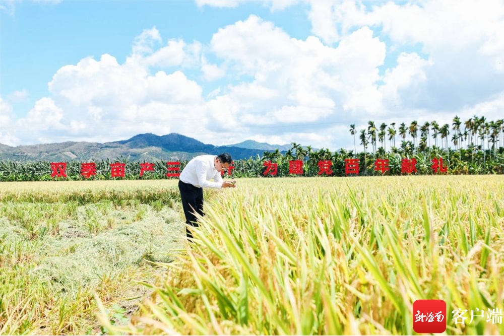 袁隆平杂交水稻双季亩产1500公斤的遗愿海南交出答卷