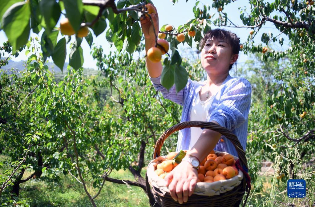 北京平谷北寨红杏成熟采摘忙