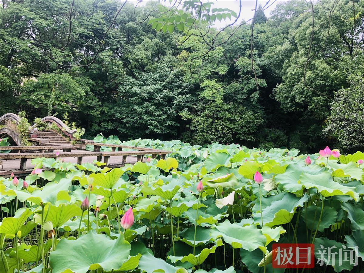美出仙气!武汉青山白玉山公园荷花盛放