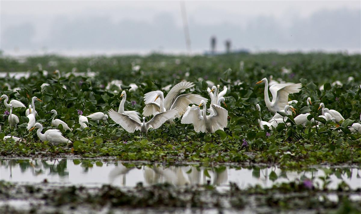 斧头湖展开生态画卷