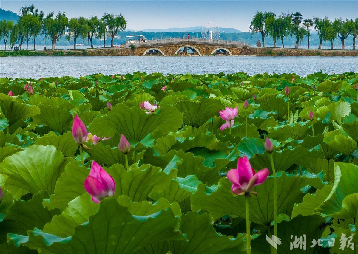 初夏时节,武汉东湖风景区荷花悄然绽放.