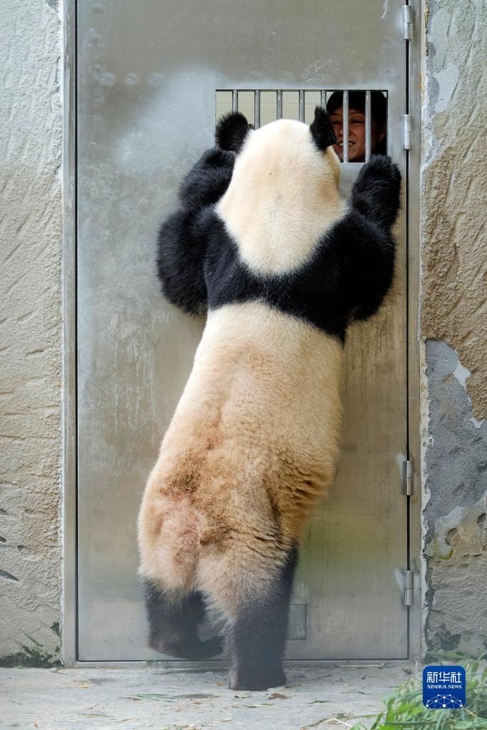 沙雕熊猫全身图片