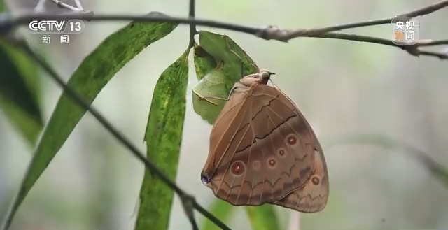 新闻周刊丨漫舞山林云南现蝴蝶大爆发奇观