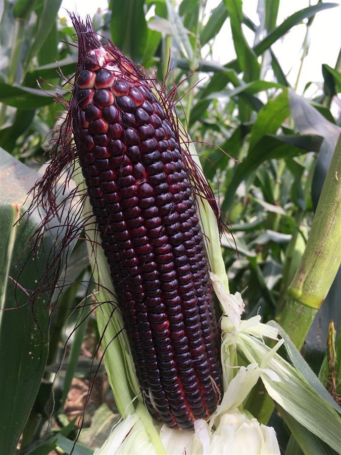 湖北首个高花青素甜玉米品种随州试种成功