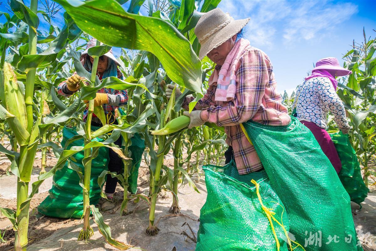 汉南甜玉米从6月8日起开始陆续采摘上市,目前已提前达成意向购销金额