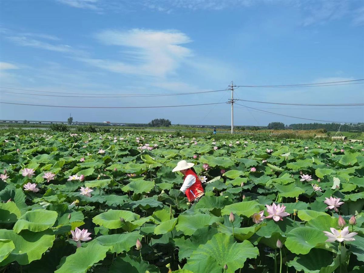 近日,湖北洪湖市新灘鎮荻障口村蓮子種植戶殷先生正發愁,由於人手不足