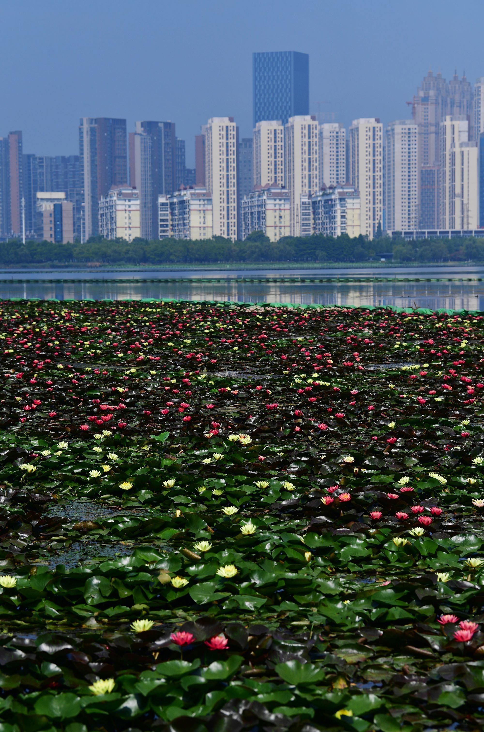 沙湖的这片湖面被美色铺满了!-荆楚网-湖北日报网