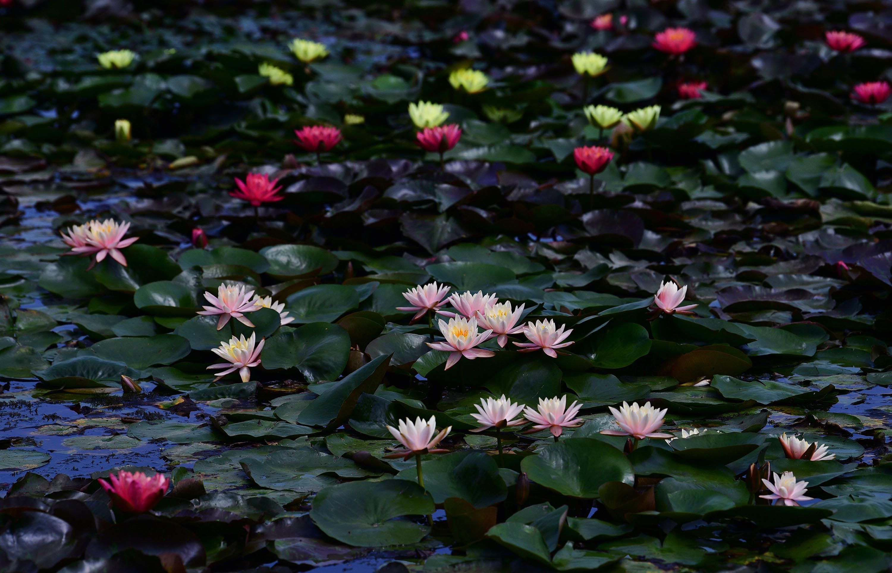 沙湖的这片湖面被美色铺满了!-荆楚网-湖北日报网