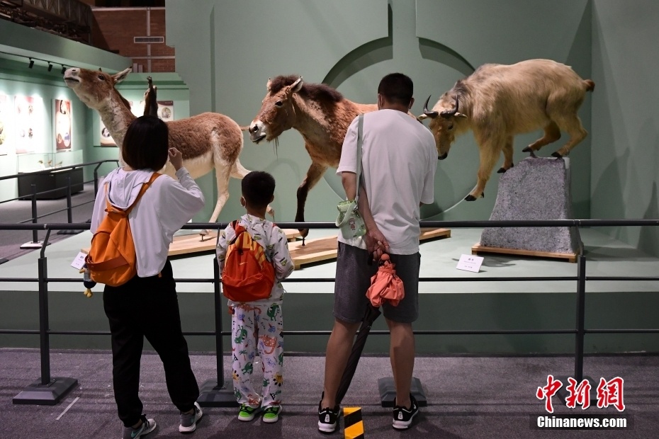 野性之美中國野生動物展北京自然博物館開展