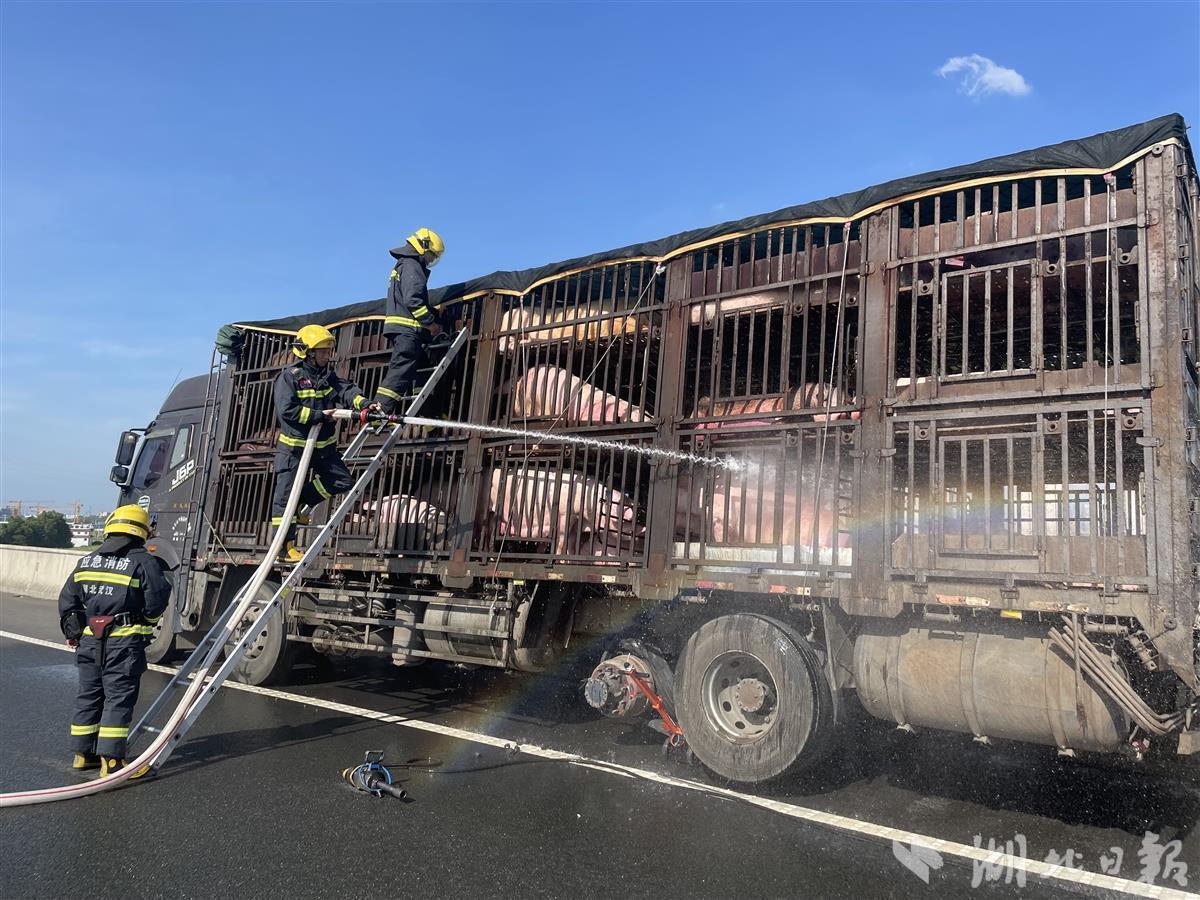 生猪运输货车高速公路爆胎,消防洒水为猪降温