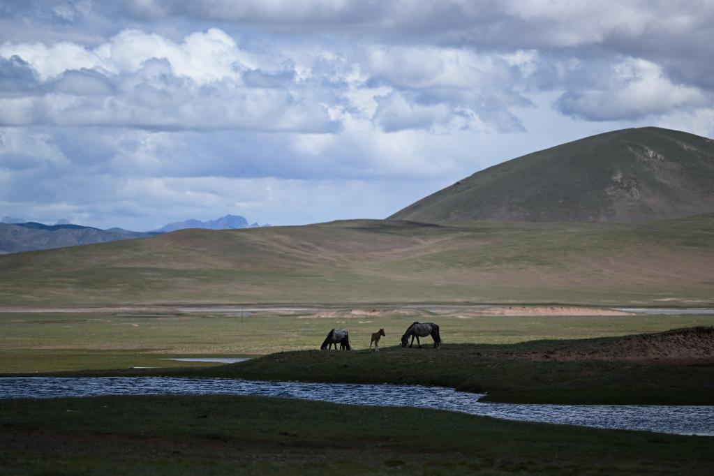 新华全媒丨唐古拉山脚下听牧民讲述长江源生活变迁