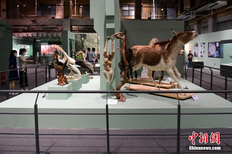 野性之美中國野生動物展北京自然博物館開展