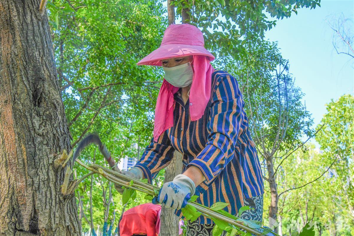 园林工人无惧高温烤验用汗水守护城市绿荫