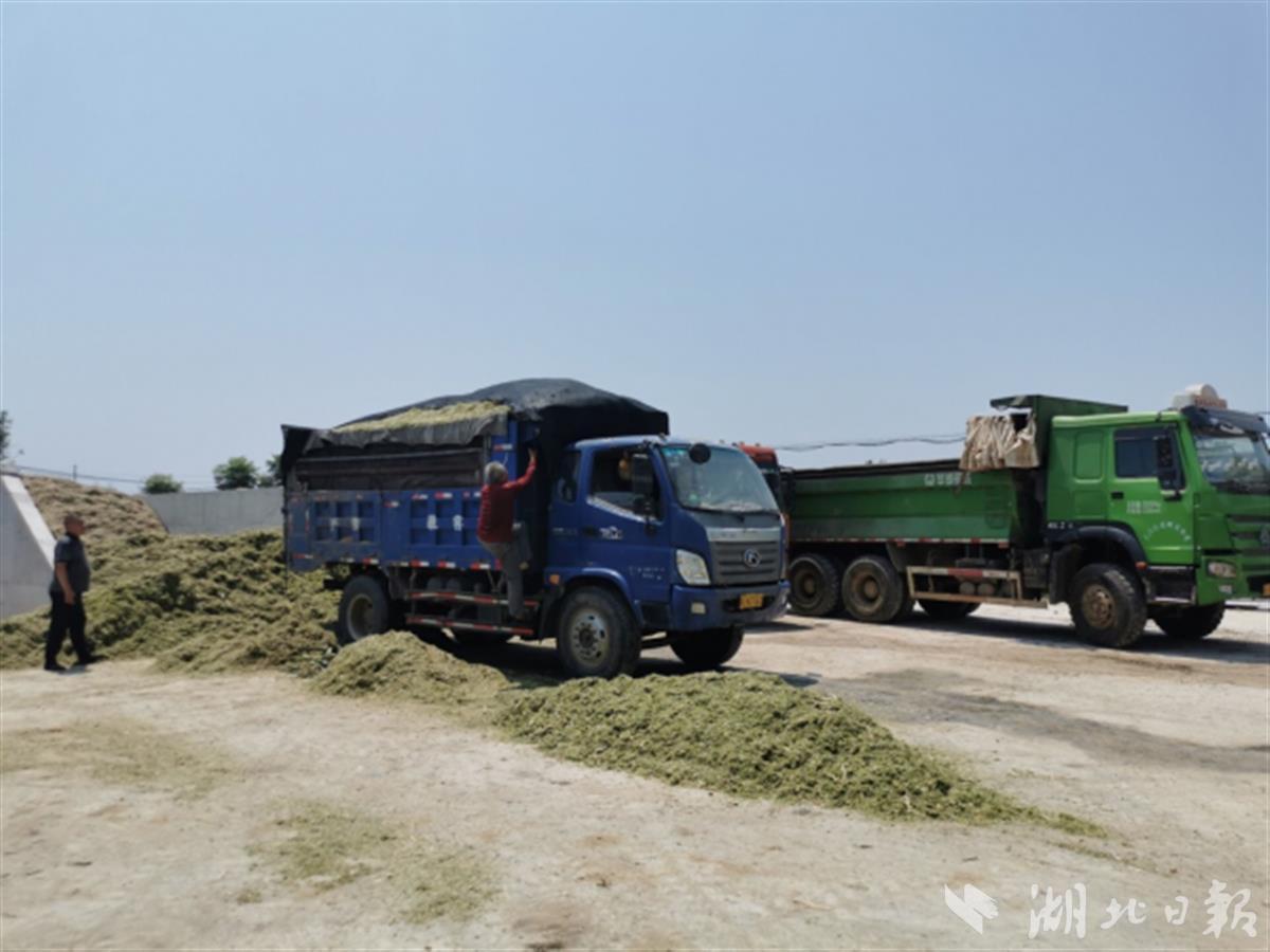 花生秧回收：绿色循环与经济效益的新探索