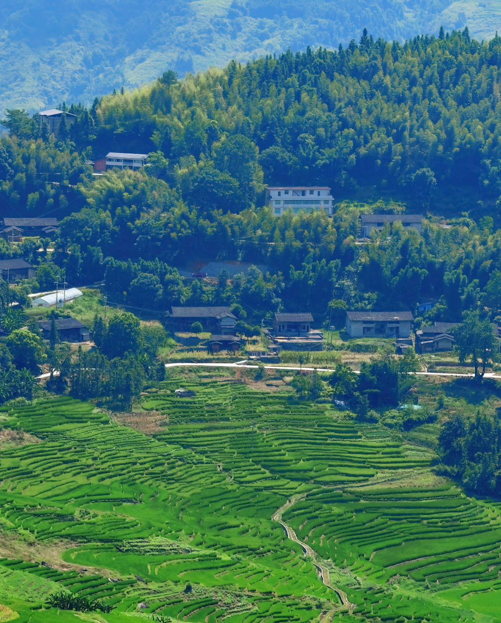 福建漳平梯田图片