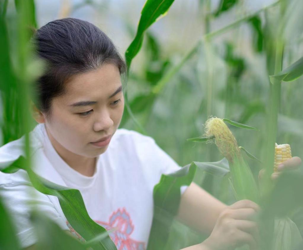 新华全媒丨从格子间到田埂上的玉米姑娘