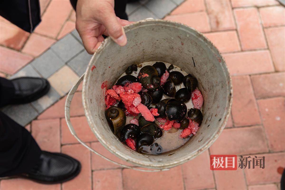 宜昌西陵全城清剿福寿螺筑牢长江生态安全保护屏障