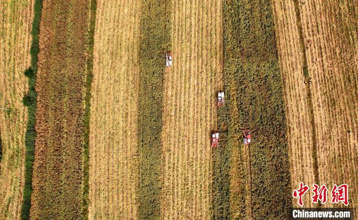 河南信阳高粱熟了丰景怡人