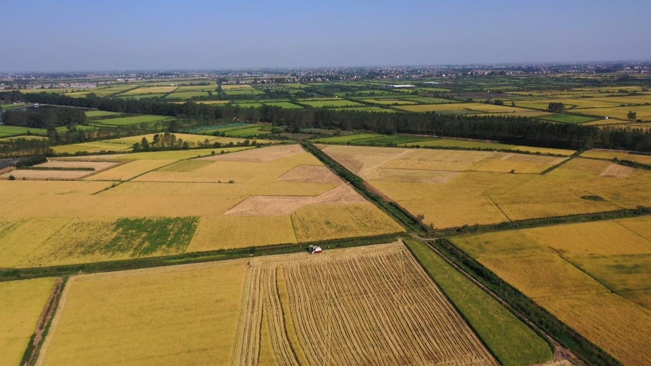 水稻田一片金黄    通讯员供图扫码看视频楚天都市报极目新闻讯(记者