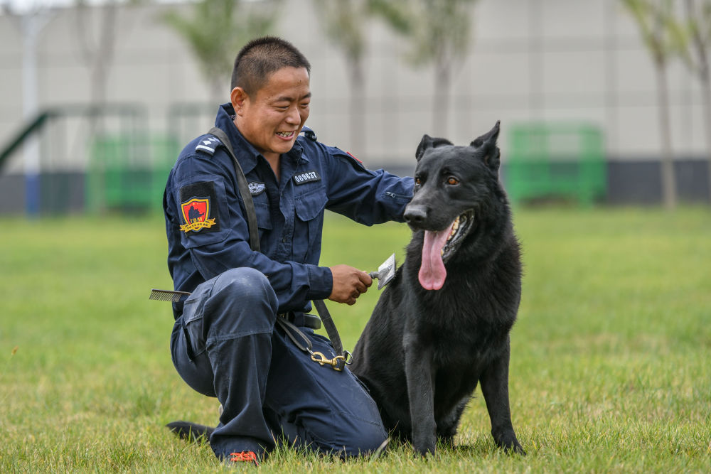 21世纪新警犬图片