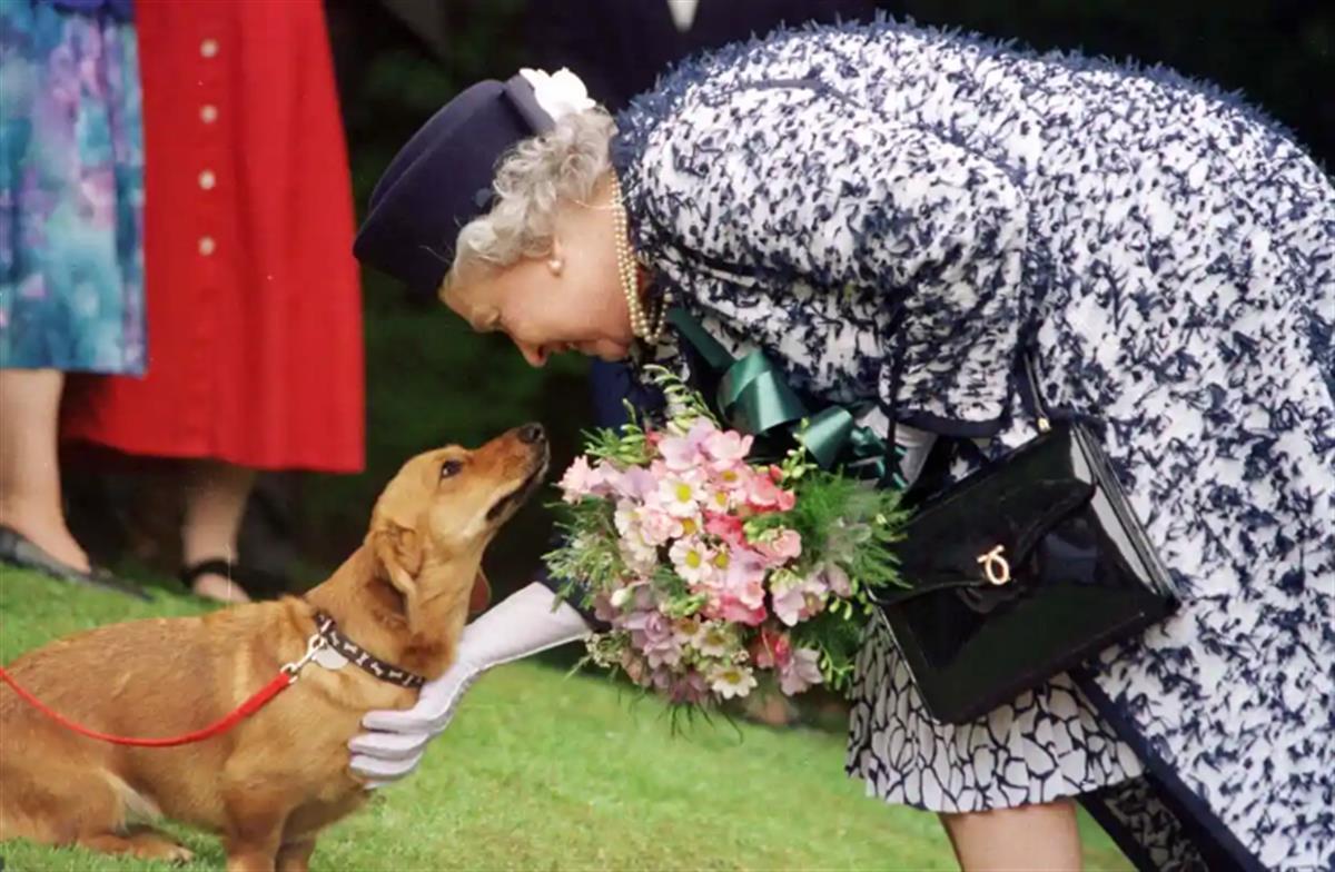 英女王逝世她留下的一群柯基犬怎麼辦